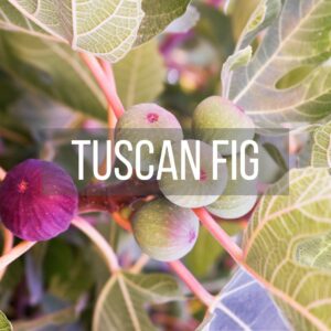 Tuscan Fig