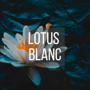 Lotus Blanc